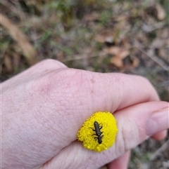 Eleale simplex at Bungendore, NSW - 6 Oct 2024 03:20 PM