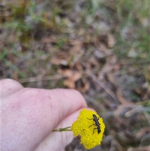 Eleale simplex at Bungendore, NSW - 6 Oct 2024 03:20 PM