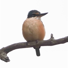 Todiramphus sanctus (Sacred Kingfisher) at Hall, ACT - 4 Oct 2024 by Anna123