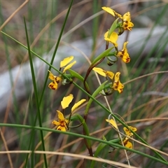 Diuris nigromontana (Black Mountain Leopard Orchid) at Bruce, ACT - 6 Oct 2024 by JodieR