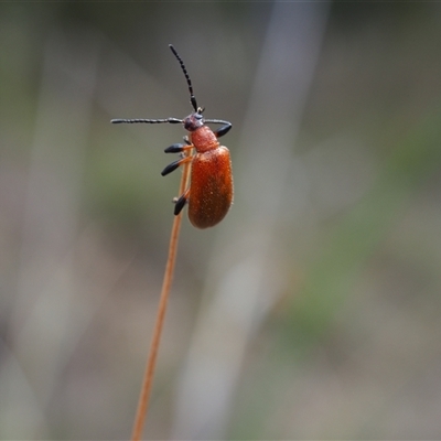 Ecnolagria grandis (Honeybrown beetle) at Bruce, ACT - 6 Oct 2024 by JodieR