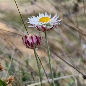 Leucochrysum albicans subsp. tricolor at Bungendore, NSW - 6 Oct 2024