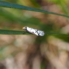 Philobota lysizona (A concealer moth) at Bruce, ACT - 6 Oct 2024 by JodieR