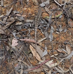 Amphibolurus muricatus (Jacky Lizard) at Bruce, ACT - 6 Oct 2024 by JodieR