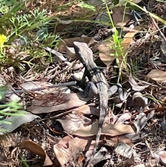 Amphibolurus muricatus (Jacky Lizard) at Ulladulla, NSW - 6 Oct 2024 by Clarel