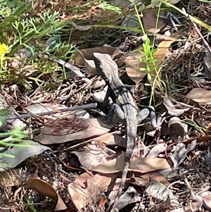 Amphibolurus muricatus at Ulladulla, NSW - 6 Oct 2024 10:04 AM