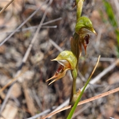 Oligochaetochilus aciculiformis (Needle-point rustyhood) at Bruce, ACT - 6 Oct 2024 by JodieR