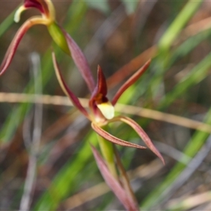 Lyperanthus suaveolens at Bruce, ACT - 6 Oct 2024