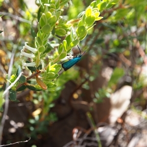 Pollanisus (genus) at Bruce, ACT - 6 Oct 2024