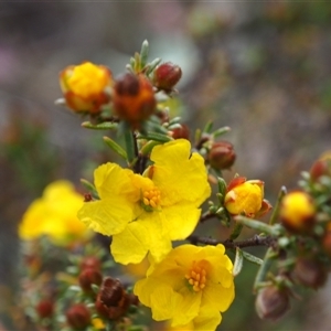 Hibbertia calycina at Bruce, ACT - 6 Oct 2024