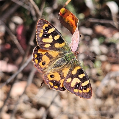 Argynnina cyrila (Forest Brown, Cyril's Brown) at Monga, NSW - 6 Oct 2024 by MatthewFrawley