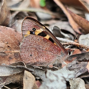 Argynnina cyrila at Monga, NSW - 6 Oct 2024