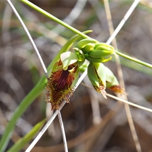 Calochilus montanus at Bruce, ACT - 6 Oct 2024