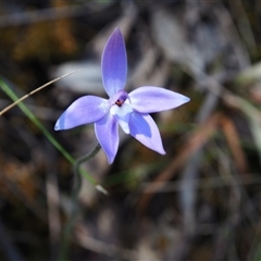 Glossodia major (Wax Lip Orchid) at Bruce, ACT - 6 Oct 2024 by JodieR