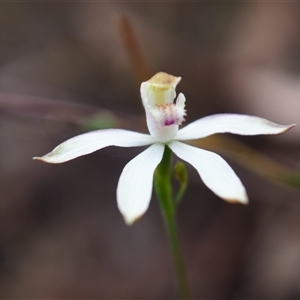 Caladenia moschata at Bruce, ACT - 6 Oct 2024