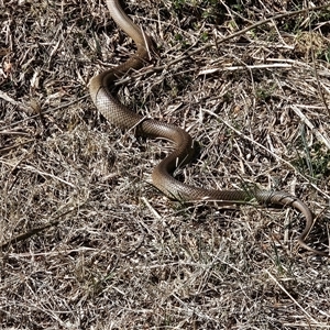 Pseudonaja textilis at Hume, ACT - 6 Oct 2024 10:49 AM