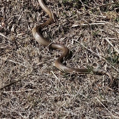 Pseudonaja textilis (Eastern Brown Snake) at Hume, ACT - 6 Oct 2024 by Jiggy