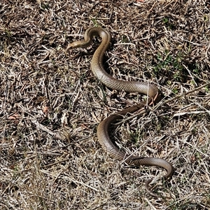 Pseudonaja textilis at Hume, ACT - 6 Oct 2024 10:49 AM