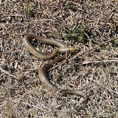 Pseudonaja textilis at Hume, ACT - 6 Oct 2024 10:49 AM