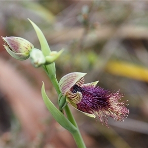 Calochilus platychilus at Bruce, ACT - suppressed