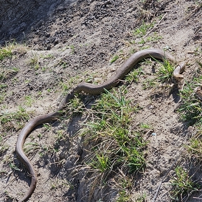 Pseudonaja textilis (Eastern Brown Snake) at Hume, ACT - 6 Oct 2024 by Jiggy