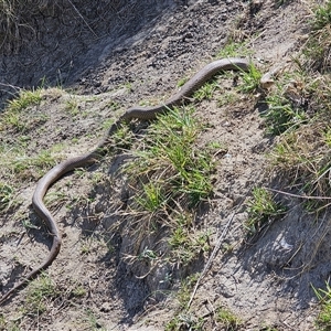 Pseudonaja textilis at Hume, ACT - 6 Oct 2024