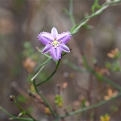 Thysanotus patersonii (Twining Fringe Lily) at Carwoola, NSW - 4 Oct 2024 by JodieR