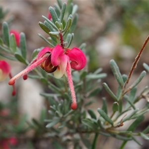 Grevillea lanigera at Carwoola, NSW - 4 Oct 2024