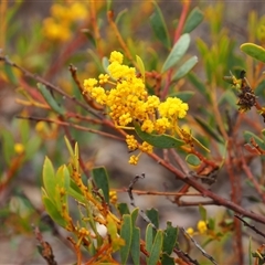 Acacia buxifolia subsp. buxifolia (Box-leaf Wattle) at Carwoola, NSW - 4 Oct 2024 by JodieR