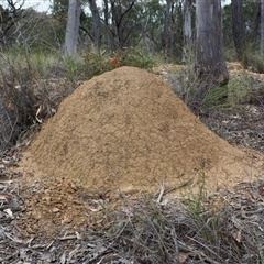 Unverified Termite (superfamily Termitoidea) at Carwoola, NSW - 4 Oct 2024 by JodieR