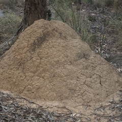 Termitoidae (informal group) (Unidentified termite) at Carwoola, NSW - 4 Oct 2024 by JodieR