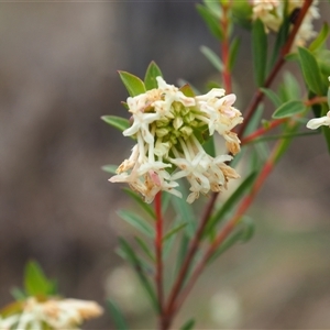 Pimelea linifolia at Carwoola, NSW - 4 Oct 2024