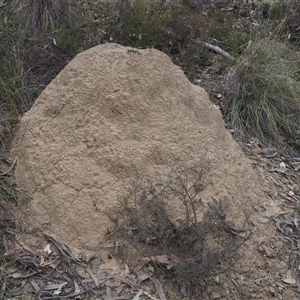 Nasutitermes exitiosus at Carwoola, NSW - suppressed