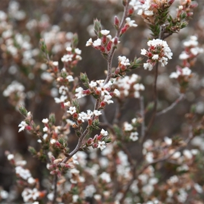 Styphelia attenuata (Small-leaved Beard Heath) at Carwoola, NSW - 4 Oct 2024 by JodieR