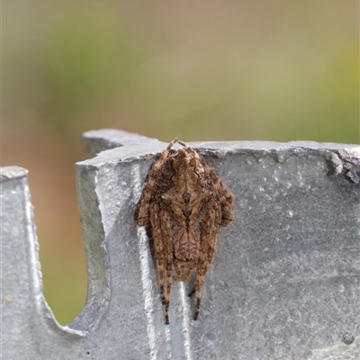 Socca pustulosa (Knobbled Orbweaver) at Murrumbateman, NSW - 6 Oct 2024 by amiessmacro