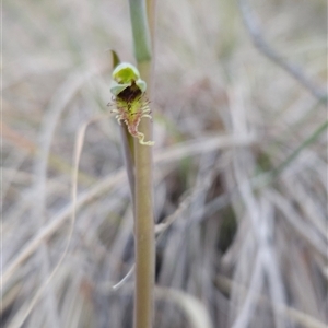 Calochilus saprophyticus at Kambah, ACT - 5 Oct 2024