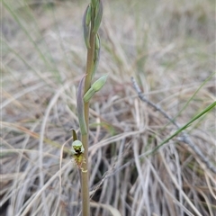 Calochilus saprophyticus at Kambah, ACT - 5 Oct 2024