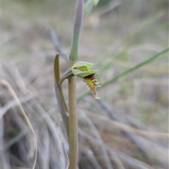 Calochilus saprophyticus at Kambah, ACT - 5 Oct 2024