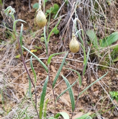 Podolepis jaceoides (Showy Copper-wire Daisy) at Bungendore, NSW - 6 Oct 2024 by clarehoneydove