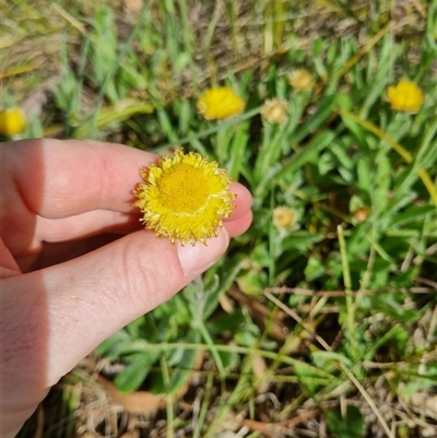 Coronidium scorpioides (Button Everlasting) at Bungendore, NSW - 6 Oct 2024 by clarehoneydove