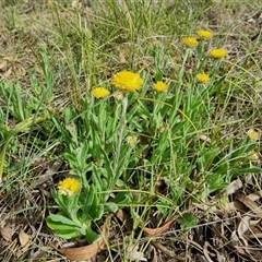 Coronidium scorpioides at Bungendore, NSW - 6 Oct 2024