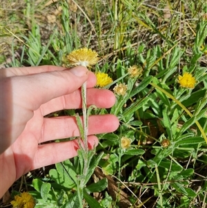 Coronidium scorpioides at Bungendore, NSW - 6 Oct 2024