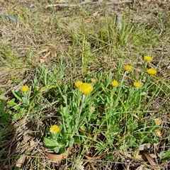 Coronidium scorpioides at Bungendore, NSW - 6 Oct 2024