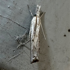 Crambidae sp. (family) (A crambid snout mouth) at Ainslie, ACT - 5 Oct 2024 by Pirom