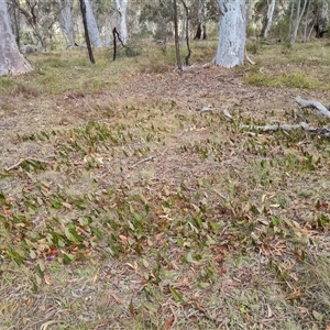 Hardenbergia violacea at Bungendore, NSW - 6 Oct 2024