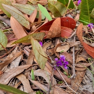 Hardenbergia violacea at Bungendore, NSW - 6 Oct 2024