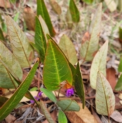 Hardenbergia violacea at Bungendore, NSW - 6 Oct 2024