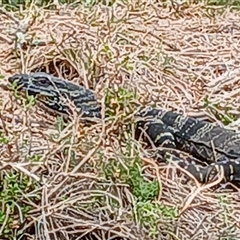 Varanus varius (Lace Monitor) at South Durras, NSW - 5 Oct 2024 by MPW