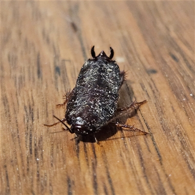 Platyzosteria melanaria at Braidwood, NSW - 6 Oct 2024 by MatthewFrawley