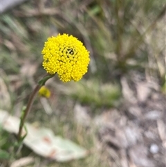 Craspedia variabilis (Common Billy Buttons) at Rendezvous Creek, ACT - 29 Sep 2024 by NedJohnston